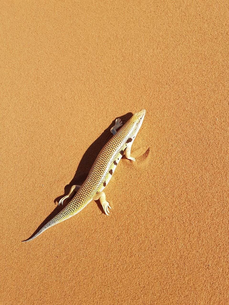 A sand skink crossing the dunes